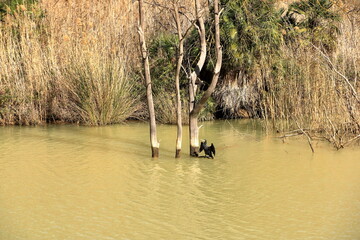 Great cormorant (Phalacrocorax carbo) at the Embalse de Gaitanejo near Caminito del Rey, Malaga,...
