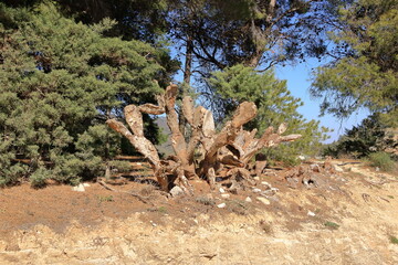 Dried out Opuntia, commonly called the prickly pear cactus, in Caminito del Rey, Malaga, Andalucia, Spain