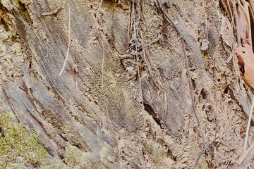 Detailed Tree Bark and Soil Texture with Roots and Moss Elements