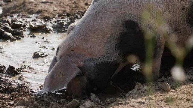 Two domestic pigs rooting in the mud in search of food