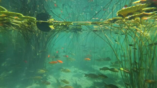 Tranquil underwater world with different fish species, including common carp and vibrant goldfish, gliding through sunlit aquatic vegetation.