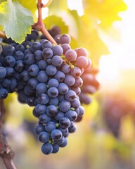 Fresh Purple Grapes on Vine with Sunlight Glimmering Through Green Leaves in Vineyard Setting