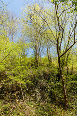 A forest with trees and bushes