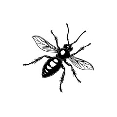 Detailed Line Art Illustration of a Wasp Insect on a White Background Minimalist Design