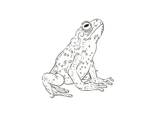 frog on white background