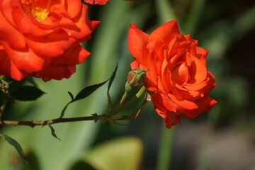 red rose on the street 