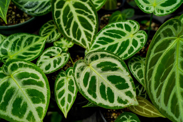 Anthurium leaves, heart leaves anthurium, indoor garden, tropical plants, asian grow