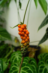Anthurium clarinervium fruits is rippening, tropical plants, isolated, indoor garden