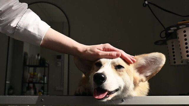 Dog sits in grooming salon basking in sunlight, sunlight warms its happy face, sunlight reflects calm joy, sunlight moment captures post-care peace. Great for pet salons and blogs pet therapy visuals