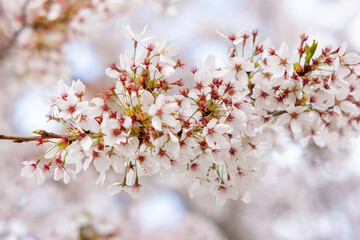 Obraz premium cherry blossom in spring
