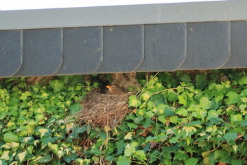 female blackbird in a birds nest (Turdus merula)