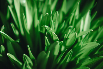 close up of green grass