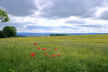red poppies blooming at a field in Saxony, Germany