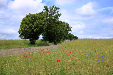 red poppies blooming at a field in Saxony, Germany