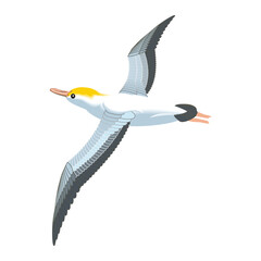 Make a Professional Seabirds Vector Art