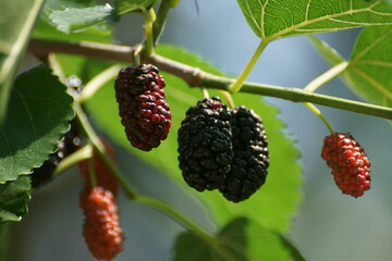blackberries on a tree 