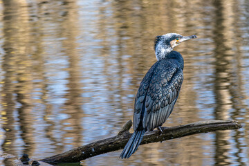 Naklejka premium The great cormorant, Phalacrocorax carbo sitting on a branch