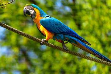 The Blue-and-yellow Macaw, Ara ararauna is a large South American parrot