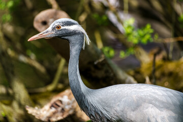 Demoiselle Crane, Anthropoides virgo are living in the bright green meadow during the day time