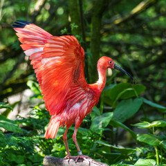 The Scarlet ibis, Eudocimus ruber is a species of ibis in the bird family Threskiornithidae.