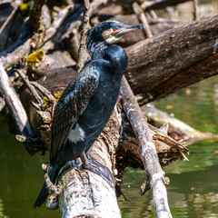 The great cormorant, Phalacrocorax carbo sitting on a branch