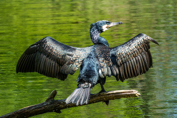 The great cormorant, Phalacrocorax carbo sitting on a branch