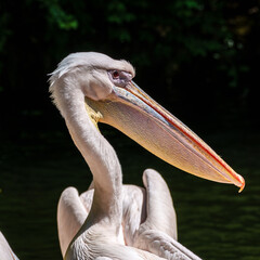 White Pelican, Pelecanus onocrotalus also known as the Eastern White Pelican
