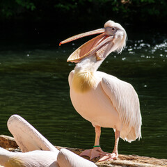 White Pelican, Pelecanus onocrotalus also known as the Eastern White Pelican