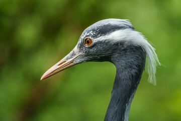 Demoiselle Crane, Anthropoides virgo are living in the bright green meadow during the day time