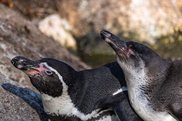 Humboldt Penguin, Spheniscus humboldti in a park