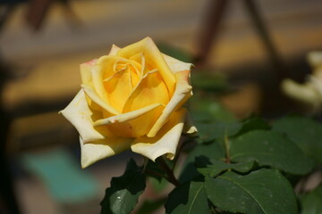 yellow rose on a wooden table