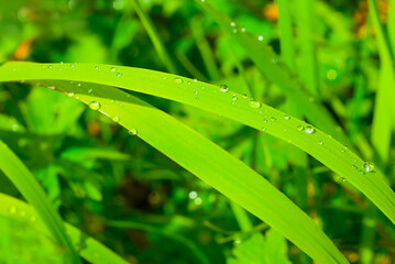 closeup green plant in water drop, summer natural plant background