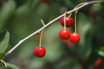 cherries on the tree