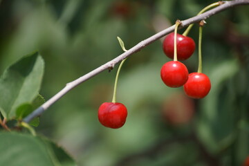 cherries on the tree