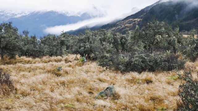 new zealand's rees valley shrubs with mountains in background