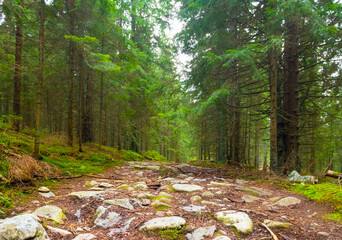 green fir tree forest on mountain slope