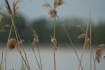 PTAK TRZCINIAK © Magorzata