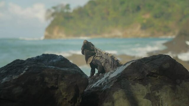Black Iguana basking in sun on rock near coast of Costa Rica