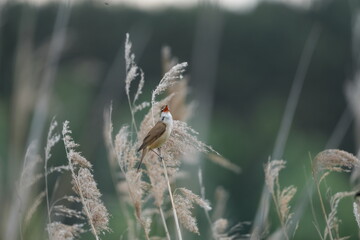 PTAK TRZCINIAK © Magorzata