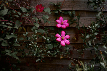 Vivid Pink Flowers Bloom on a Wooden Wall in a Natural Setting..