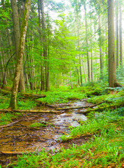 small brook flow through a green forest