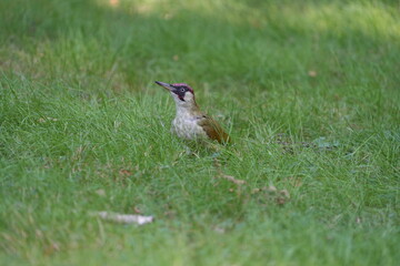 DZIĘCIOŁ © Magorzata