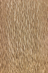 texture of valuable wood. wooden board. lumber. Lacewood, african, view from above. vertical texture