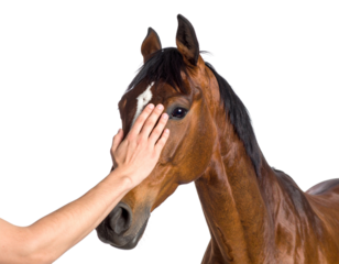 A hand gently touches the face of a brown horse against a black background.