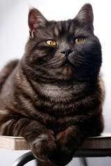 A detailed image showcasing the intense gaze of a black cat with yellow eyes, sitting on a wooden...