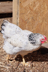 White Chicken Near a Wooden Coop Surrounded by Outdoor Farm Environment