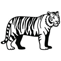 Fototapeta premium A standing tiger with black and white fur looks forward calmly.