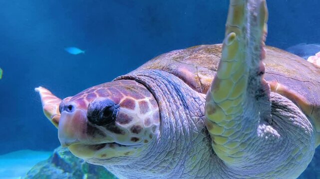 Tartaruga marinha a nadar em meio a recifes de coral e &aacute;guas azuis claras, mostrando a beleza da vida marinha