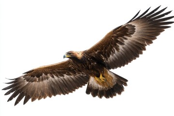 Obraz premium Golden eagle bird flying wings spread