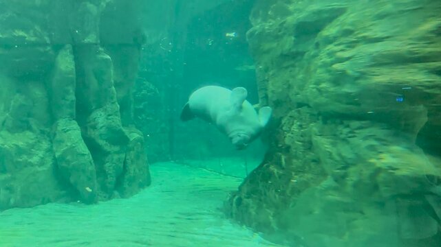 Experience the serene beauty of marine life in this captivating aquarium footage. Watch playful manatees and enchanting beluga whales, showcasing their gentle nature